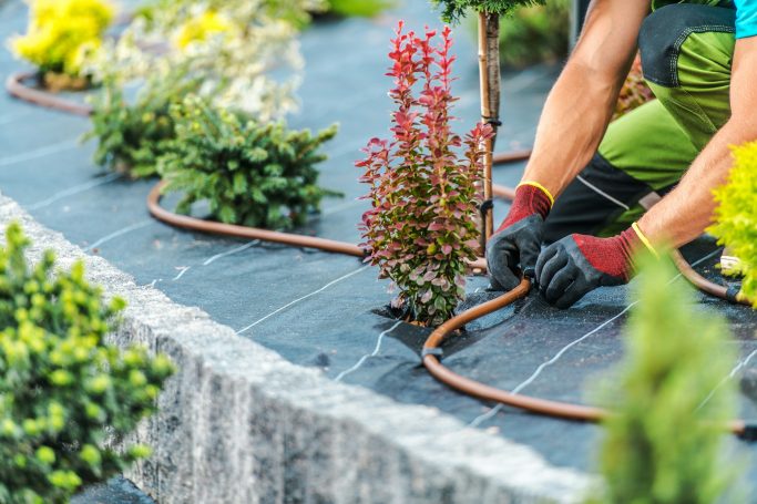 Gartenarbeit: Person legt einen Schlauch zwischen Pflanzen in einem Landschaftsdesign.